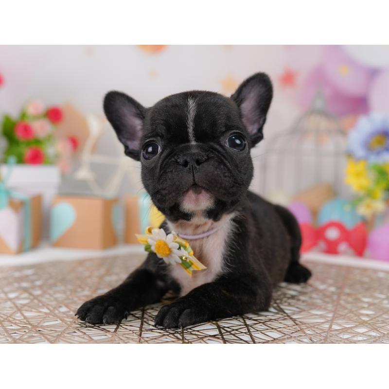 成約済の千葉県のフレンチブルドッグ-401429の4枚目